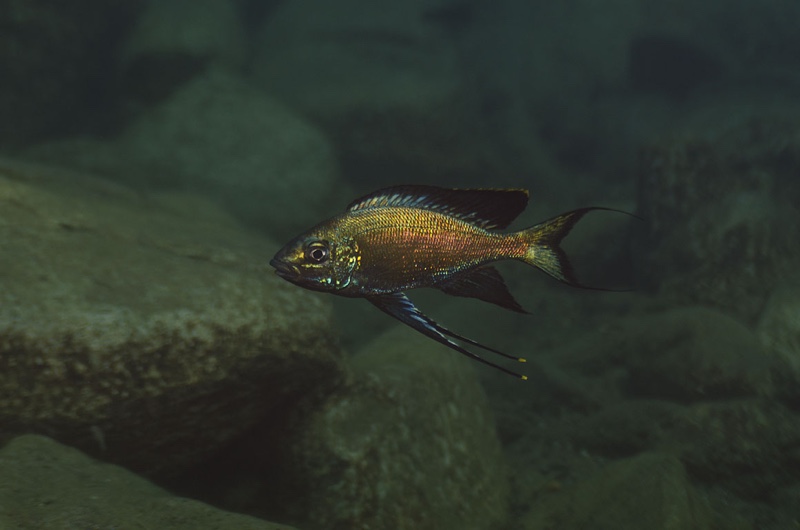 Cyathopharynx sp. 'green flush' Rubumba